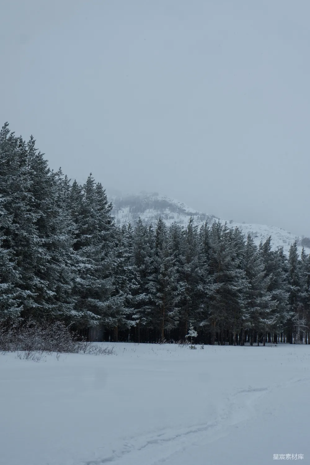 高清摄影 雪景 自然 森林 冬日 宁静 冬日雪景中的松树林