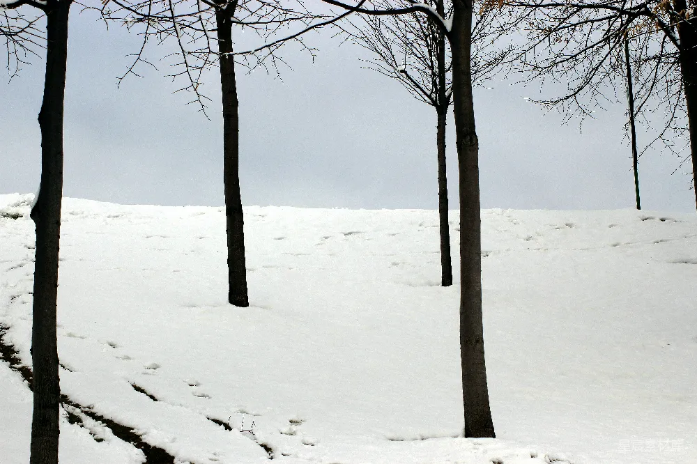 高清摄影 雪景 冬日 自然 宁静 户外 冬日雪景中的树影