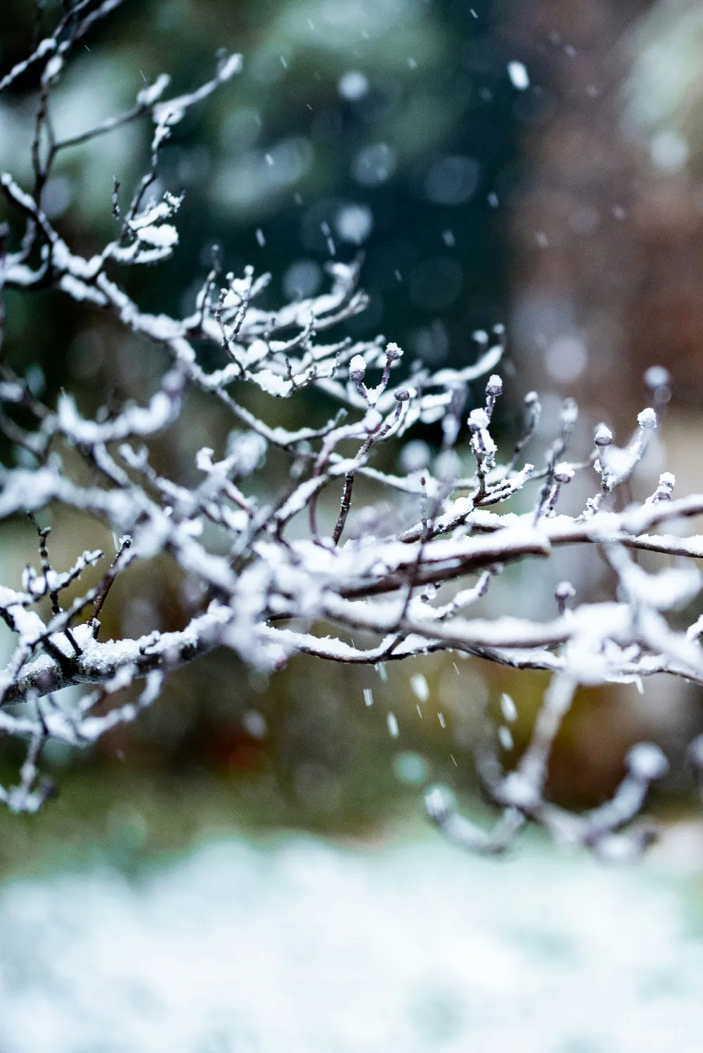 高清摄影 雪景 冬季 自然风光 宁静 树枝 冬日雪景中的树枝