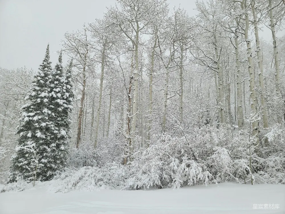高清摄影 雪景 冬季 自然风光 森林 宁静 冬日雪景