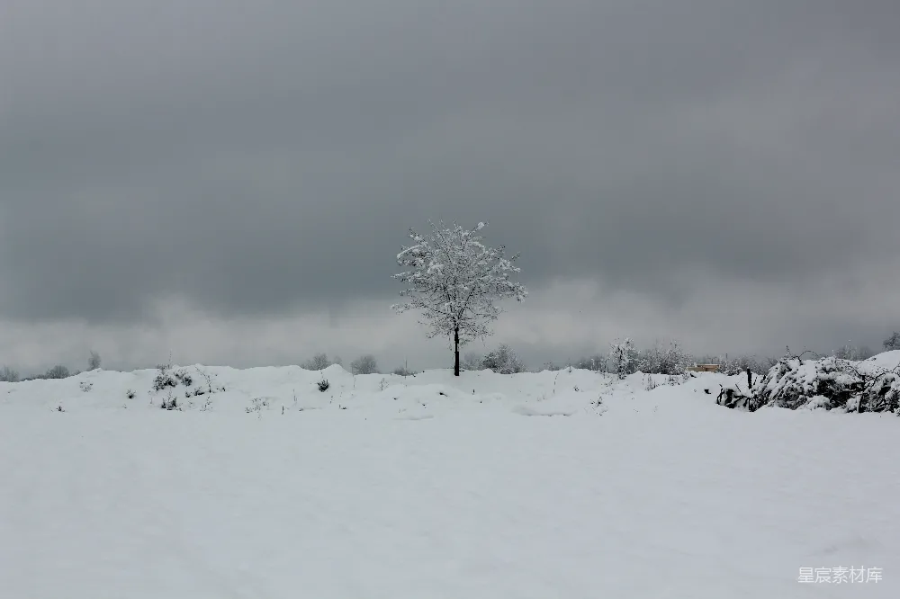 高清摄影 雪景 冬季 孤独 自然 宁静 雪中的孤树