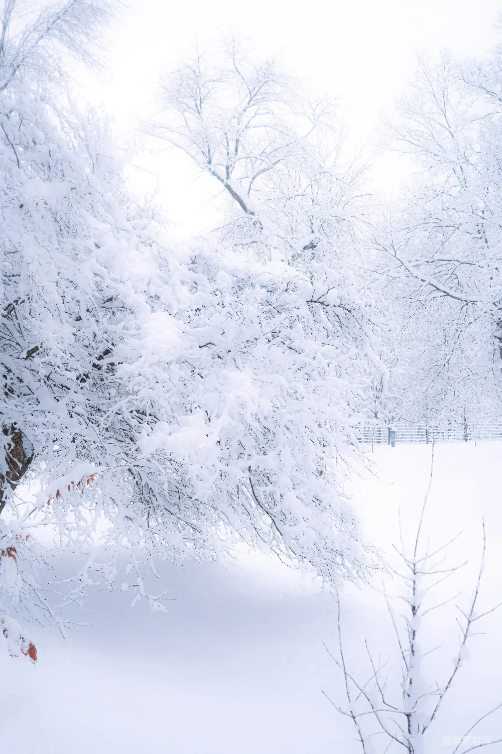 高清摄影 雪景 冬季 自然 宁静 户外 冬日雪景