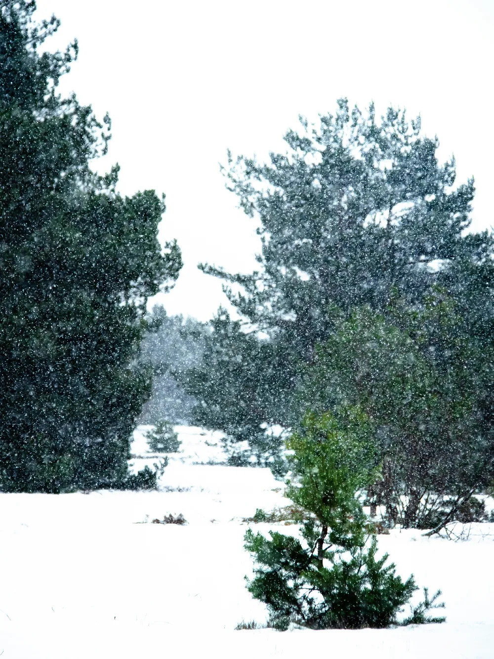 高清摄影 雪景 自然 冬季 森林 宁静 冬日松林雪景