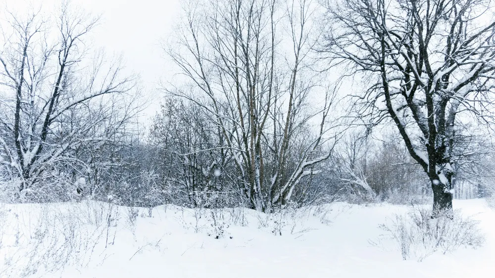 高清摄影 冬季 雪景 森林 宁静 自然 冬日雪景中的静谧森林