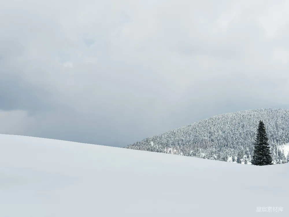 高清摄影 雪景 独树 冬季 自然 宁静 冬日雪景中的独树