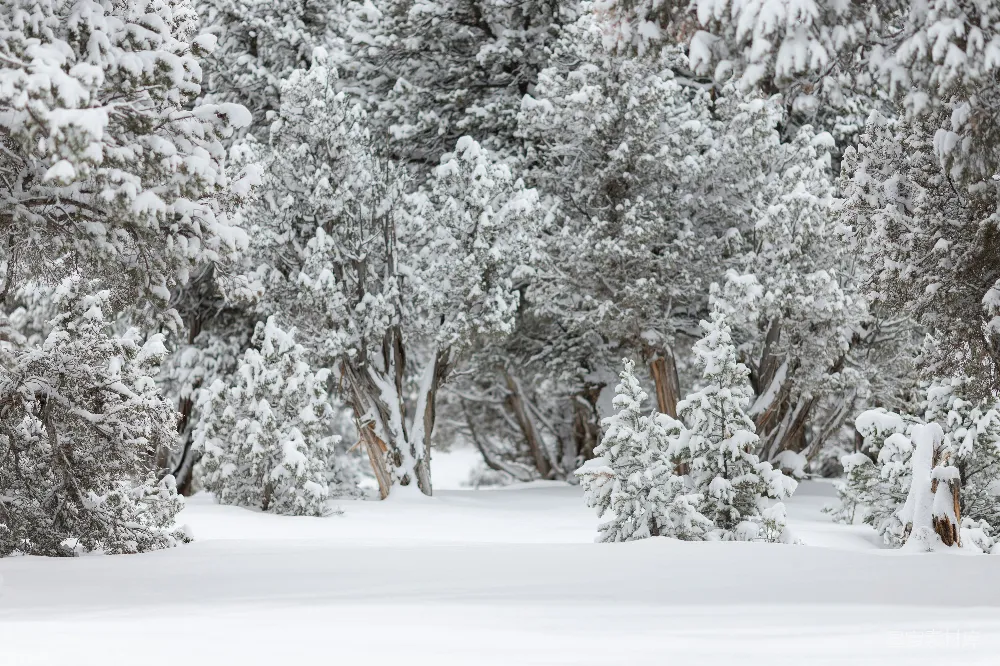 高清摄影 雪景 森林 冬季 自然 宁静 冬日雪林