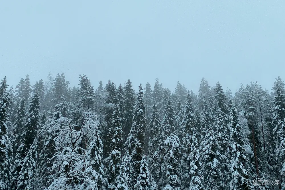高清摄影 雪景 森林 冬季 自然风光 宁静 雪后的松树林