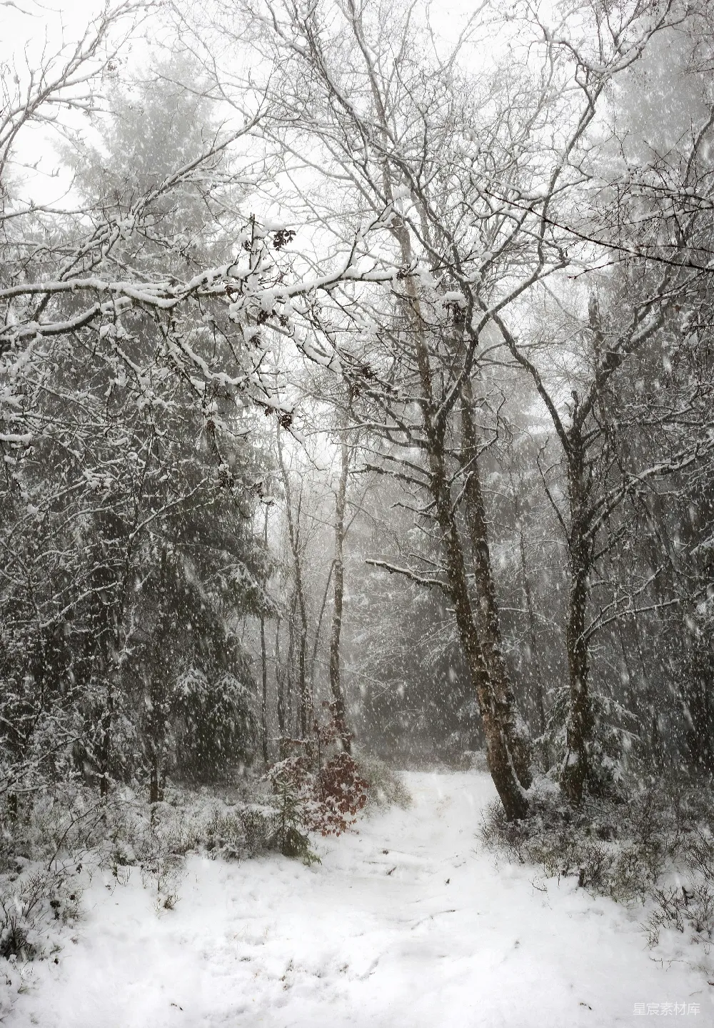 高清摄影 雪景 森林 冬季 自然 宁静 雪中的森林小径