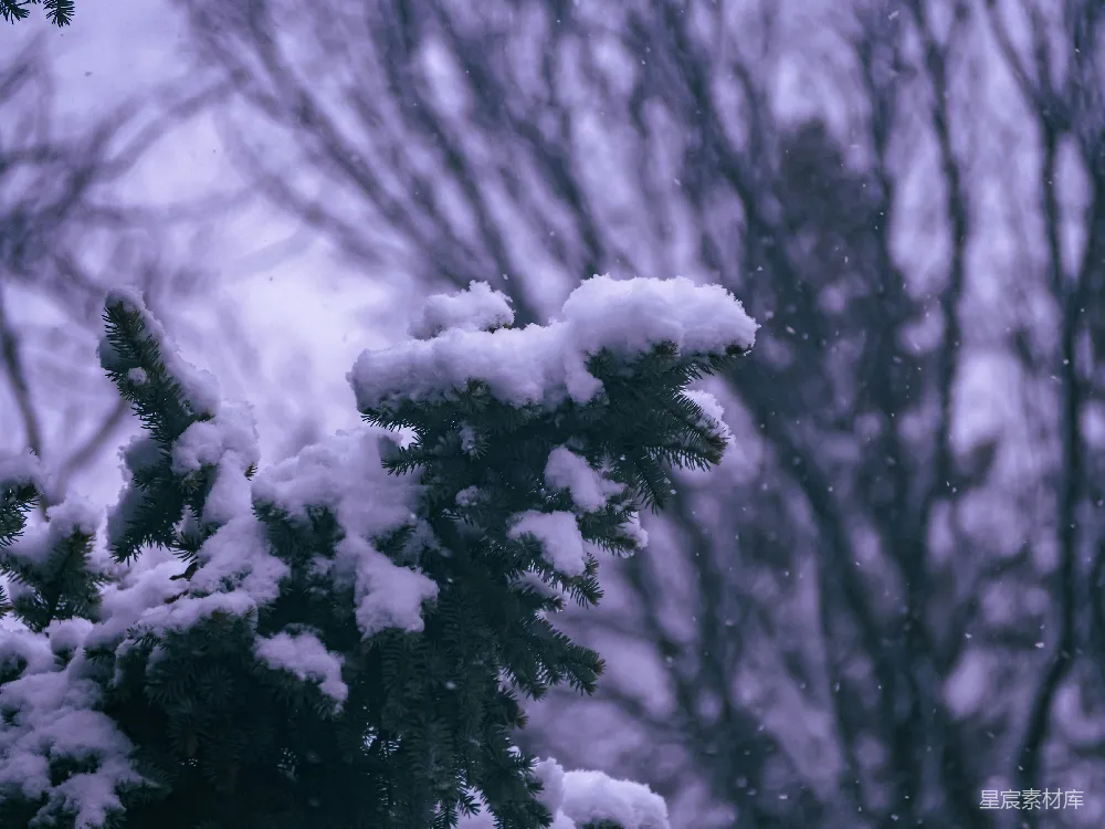 高清摄影 雪景 自然 冬季 松树 宁静 冬日松枝上的雪景