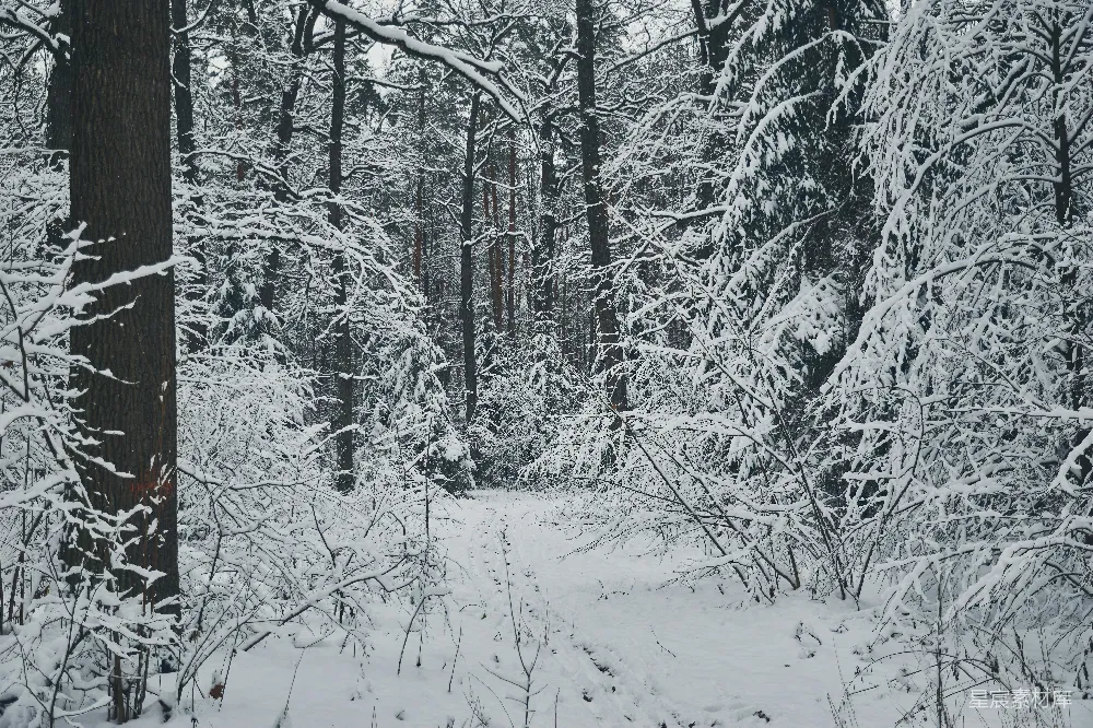 高清摄影 雪景 森林 冬季 自然 宁静 冬日雪景中的森林小径