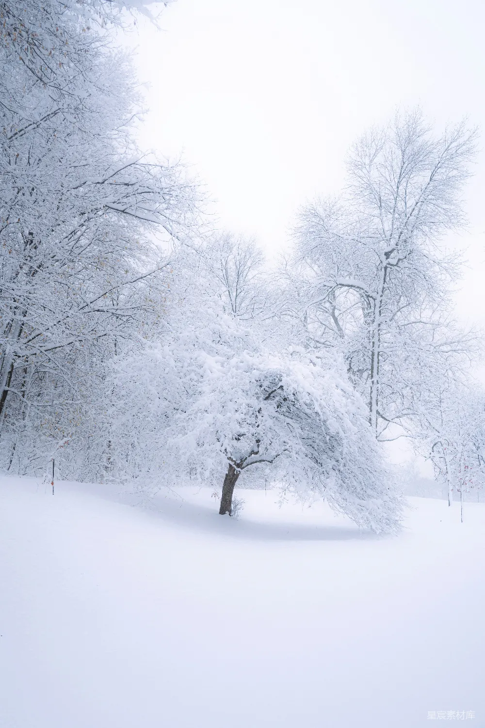 高清摄影 冬景 雪景 自然风光 静谧 冬季 冬日雪景中的孤独树
