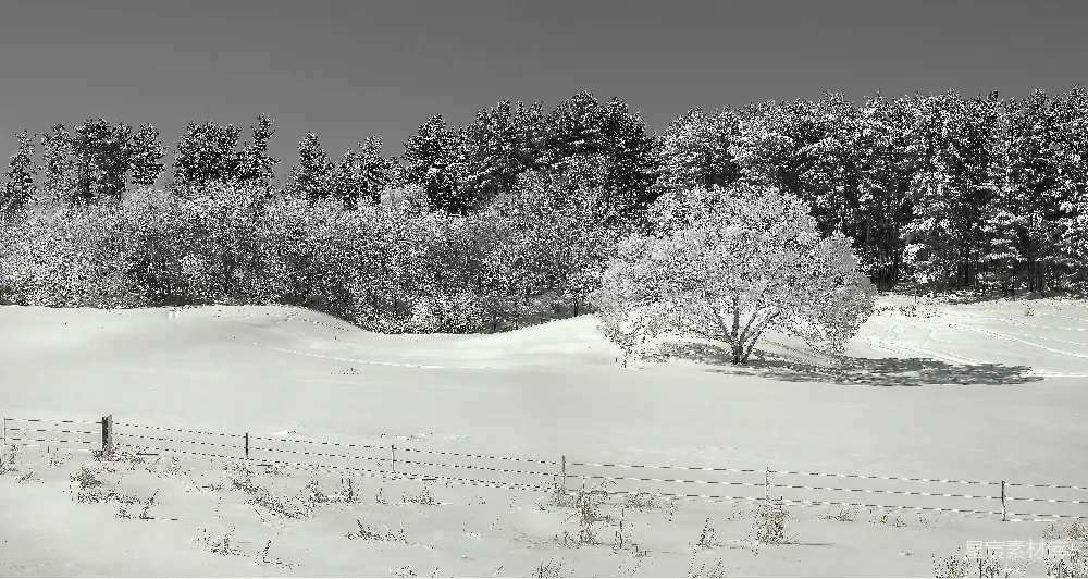 高清摄影 冬日 雪景 森林 静谧 黑白 冬日雪景中的静谧森林