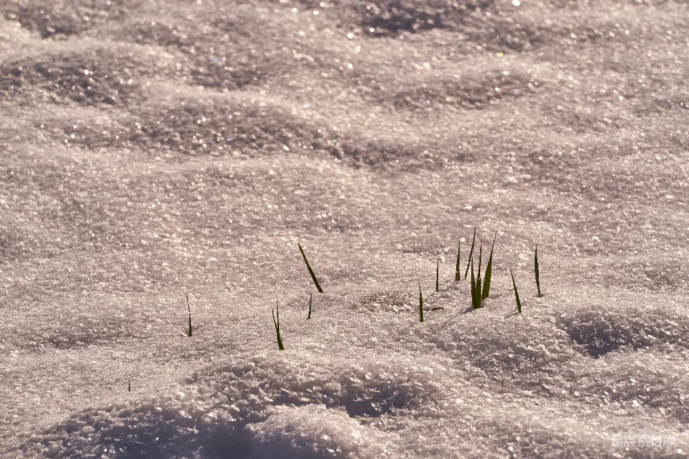 高清摄影 雪地 春天 自然 复苏 希望 雪地里的嫩芽