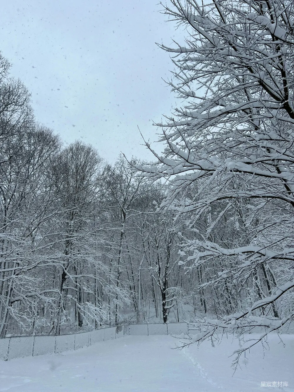 高清摄影 雪景 冬季 自然风光 宁静 户外 雪中的森林