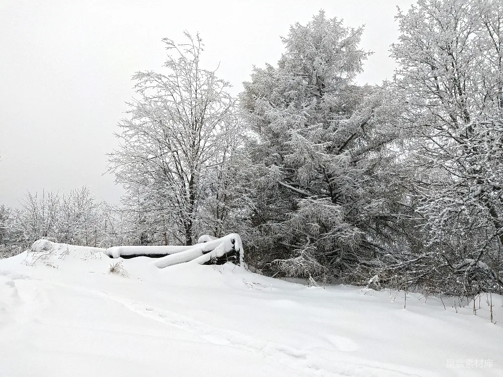 高清摄影 雪景 冬季 自然 松树 宁静 冬日雪景中的松树