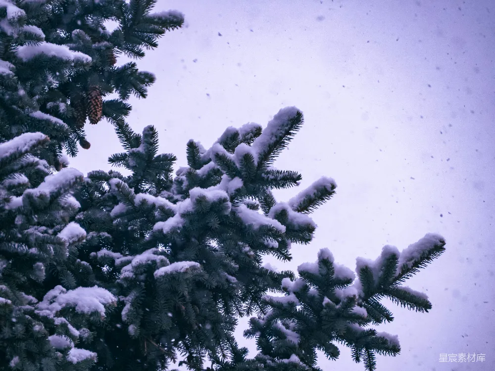 高清摄影 冬景 自然 雪景 松树 宁静 冬日松枝雪景