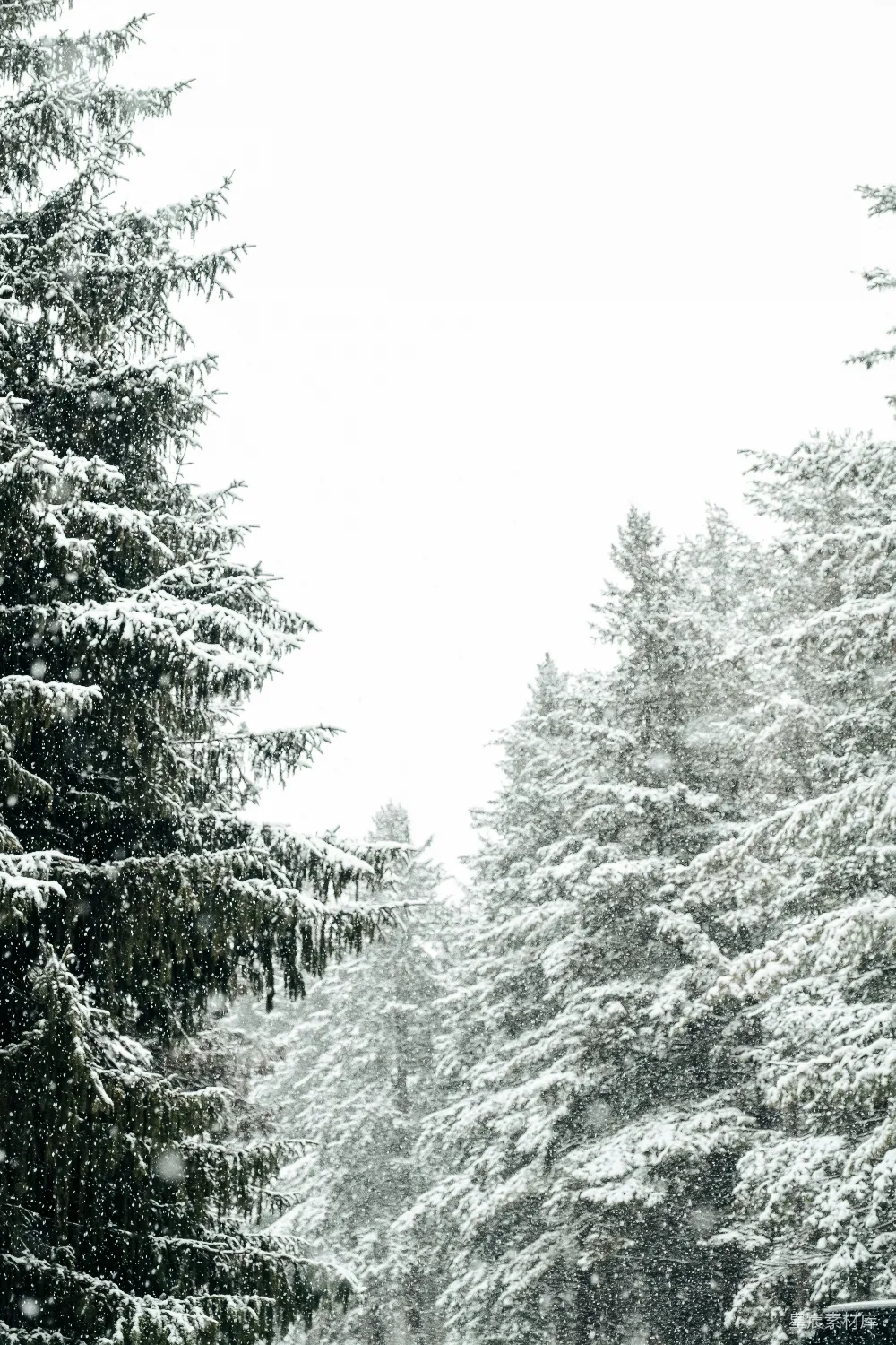 高清摄影 冬季 雪景 自然 松树 宁静 冬日松林飘雪