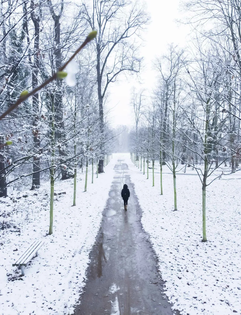 高清摄影 冬日 雪景 孤独 小径 自然 冬日雪景中的孤独小径