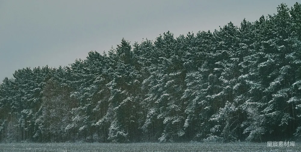 高清摄影 冬季 森林 自然 宁静 雪景 冬日森林