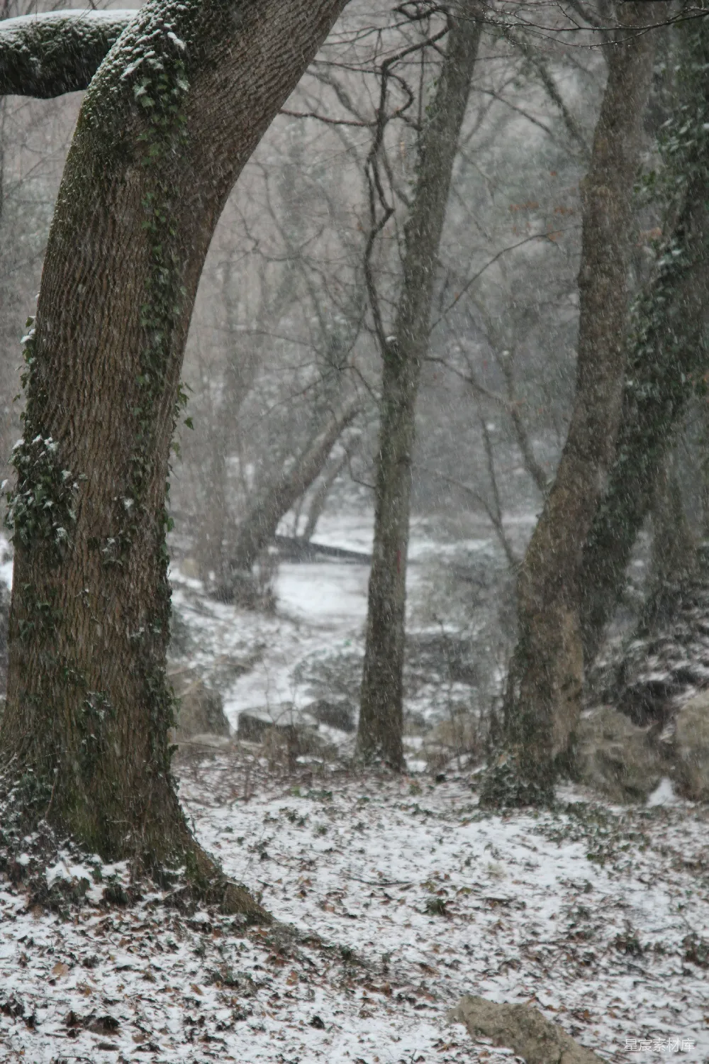 高清摄影 冬景 雪景 自然 宁静 户外 冬日雪景中的树与小径