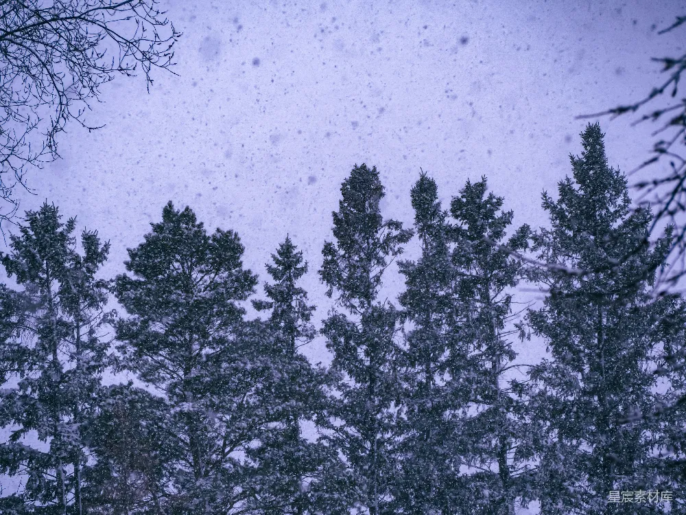 高清摄影 雪景 松树 自然风光 冬季 宁静 雪中的松树