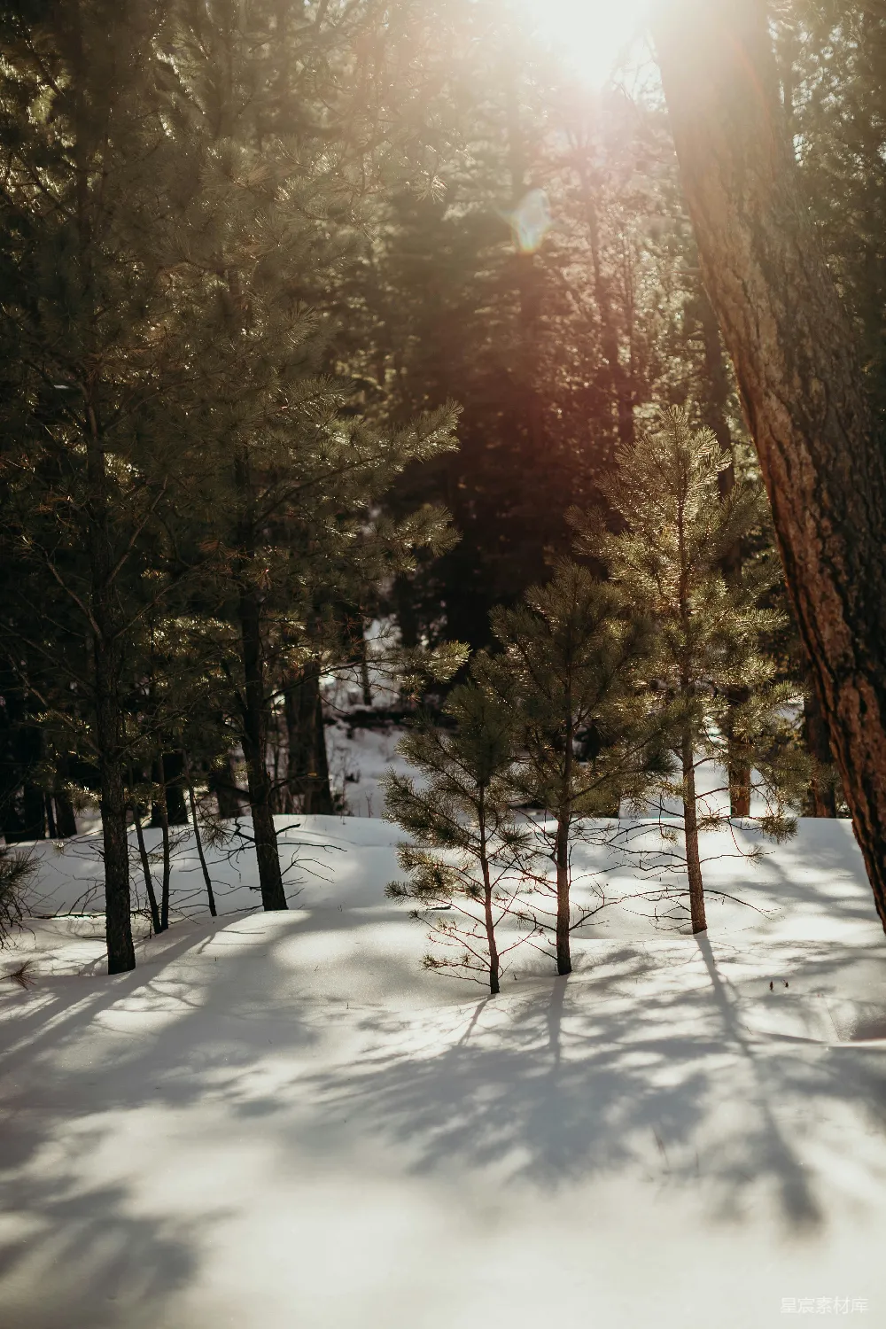 高清摄影 雪景 自然 树影 冬季 宁静 冬日森林的阳光