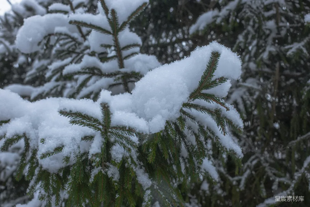 高清摄影 雪景 自然 冬季 松树 户外 雪覆盖的松树枝