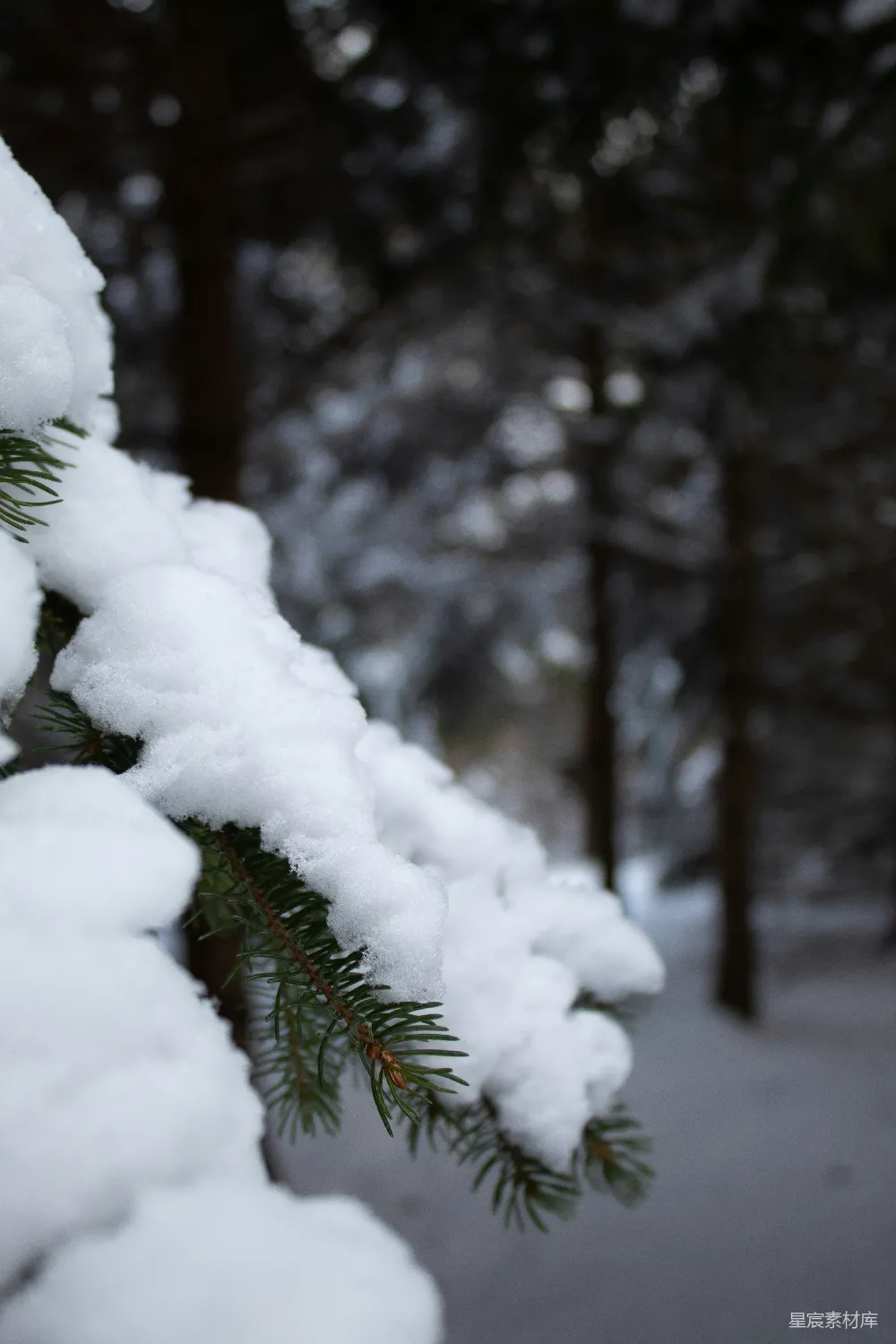 高清摄影 冬景 雪景 自然 松树 宁静 冬日松枝上的雪景