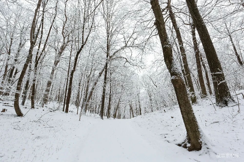 高清摄影 冬季 雪景 森林 宁静 自然 冬日雪林的静谧