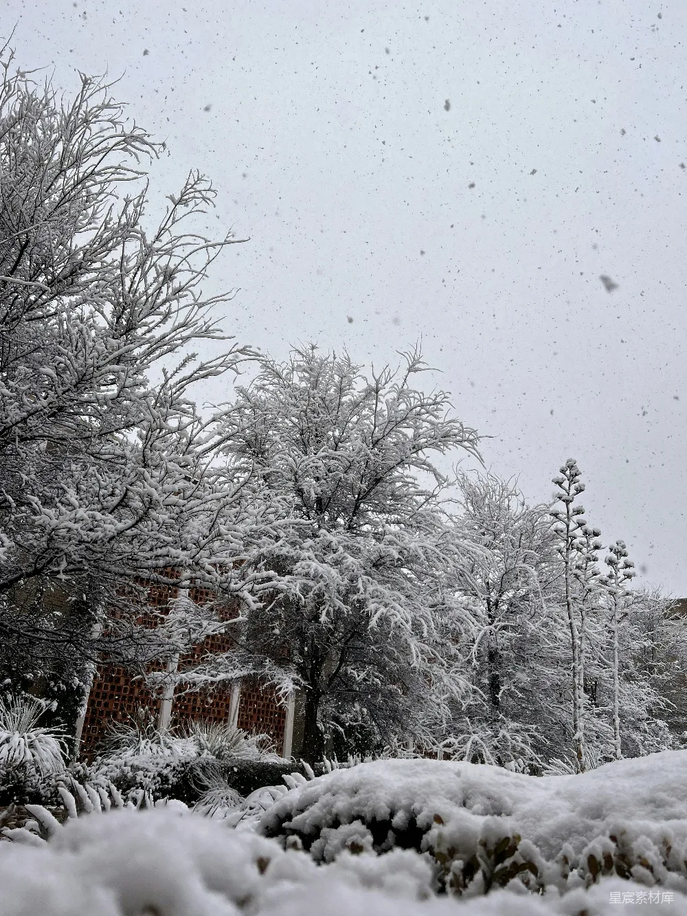 高清摄影 冬日 雪景 自然 宁静 户外 冬日雪景中的静谧与美丽