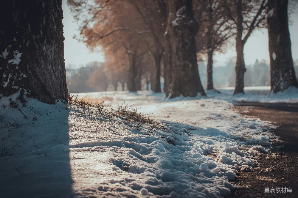 高清摄影 雪地 树木 冬景 自然 宁静 冬日树荫下的雪地