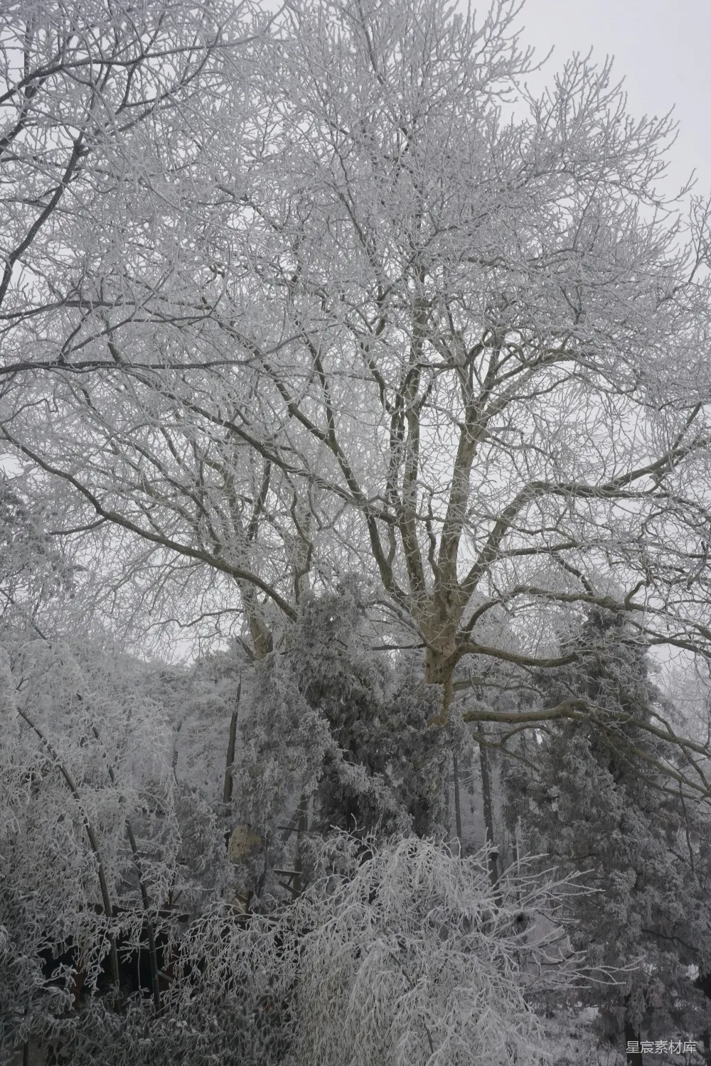 高清摄影 冬季 自然风光 雪景 树木 宁静 冬日霜枝