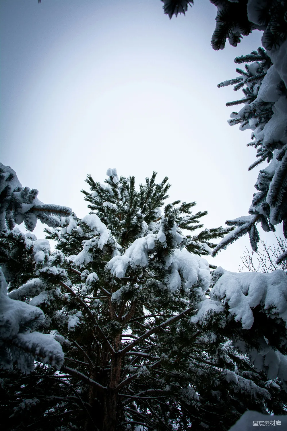 高清摄影 雪景 松树 冬季 自然 宁静 冬日松林