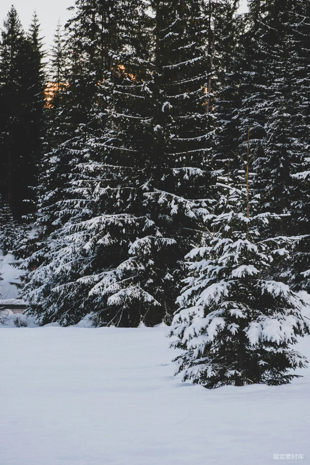 高清摄影 雪景 冬日 森林 自然 宁静 冬日松林