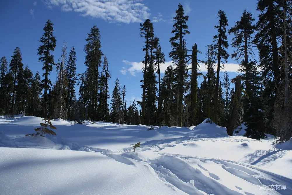 高清摄影 雪景 森林 宁静 自然 冬季 雪后的森林静谧