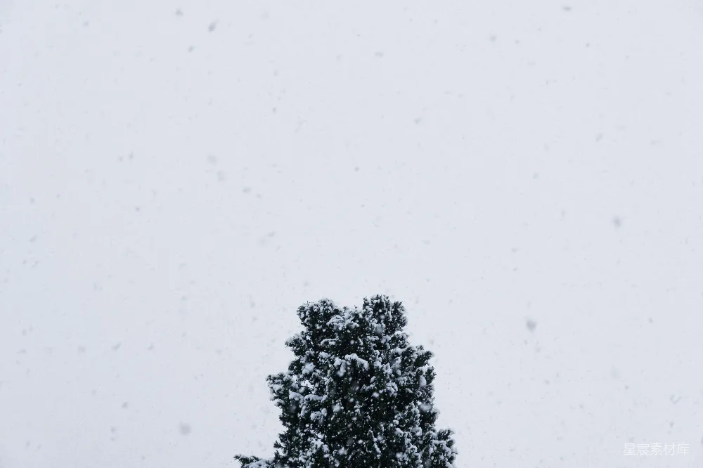 高清摄影 冬季 自然 雪景 宁静 松树 冬日松树下的雪景
