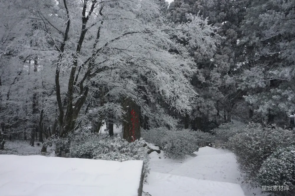 高清摄影 雪景 自然风光 冬季 树木 户外 冬日林间雪景