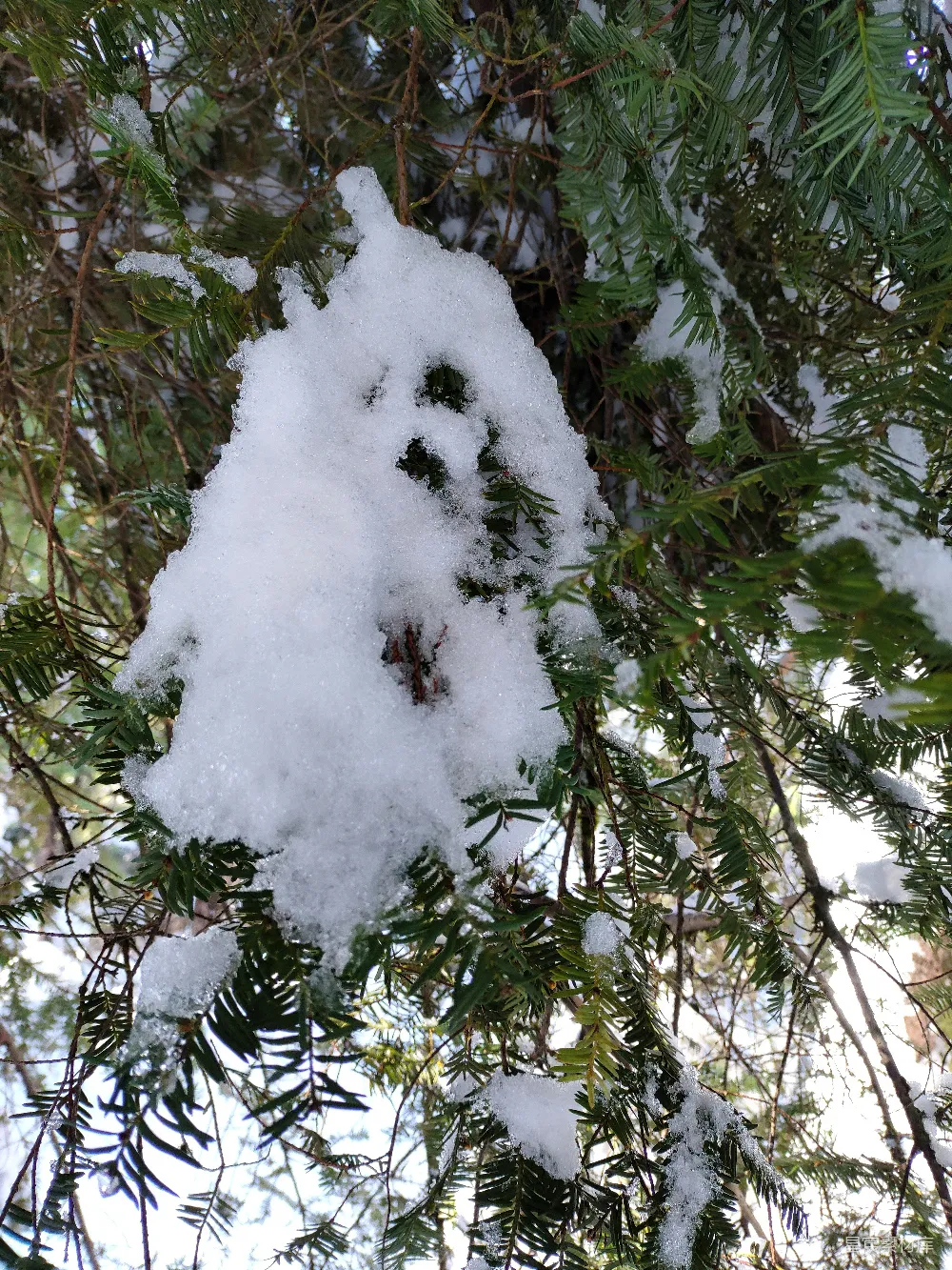 高清摄影 雪 松树 冬季 自然 户外 冬日松枝上的雪堆