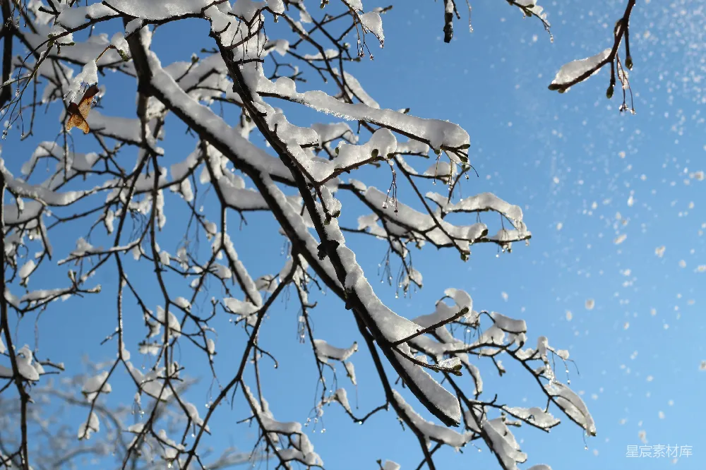 高清摄影 雪景 自然 冬季 树枝 天空 冬日雪景下的树枝