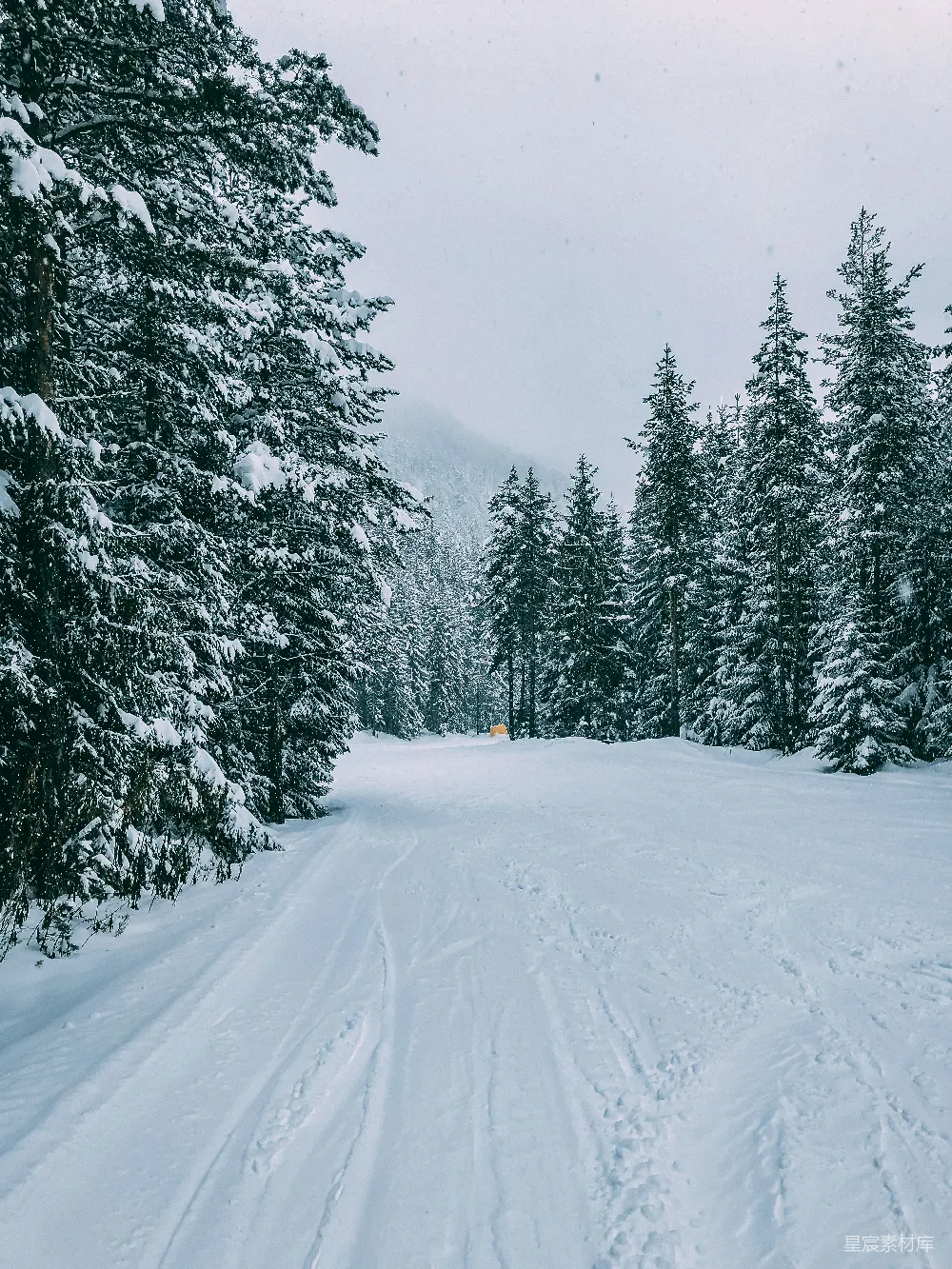 高清摄影 雪景 森林 冬季 自然 宁静 雪地中的松树林