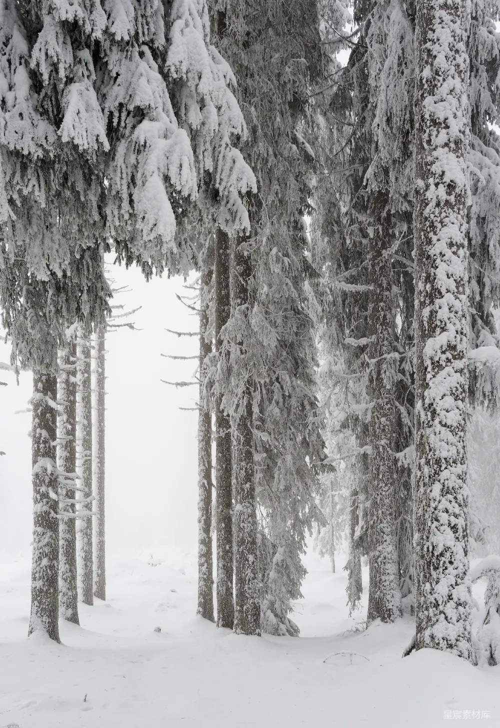 高清摄影 雪景 森林 自然风光 冬季 宁静 冬日雪景中的松树林