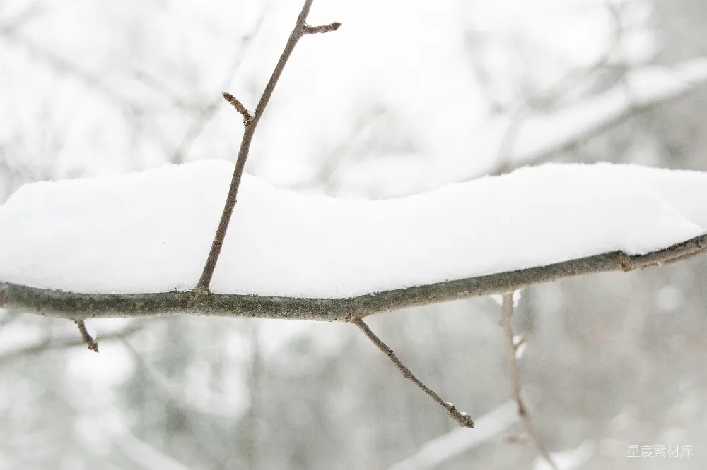 高清摄影 雪景 树枝 冬日 自然 静谧 雪覆枝头的宁静冬日