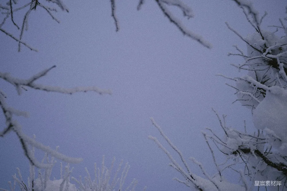 高清摄影 雪景 冬季 自然 静谧 树枝 雪后树枝的静谧之美