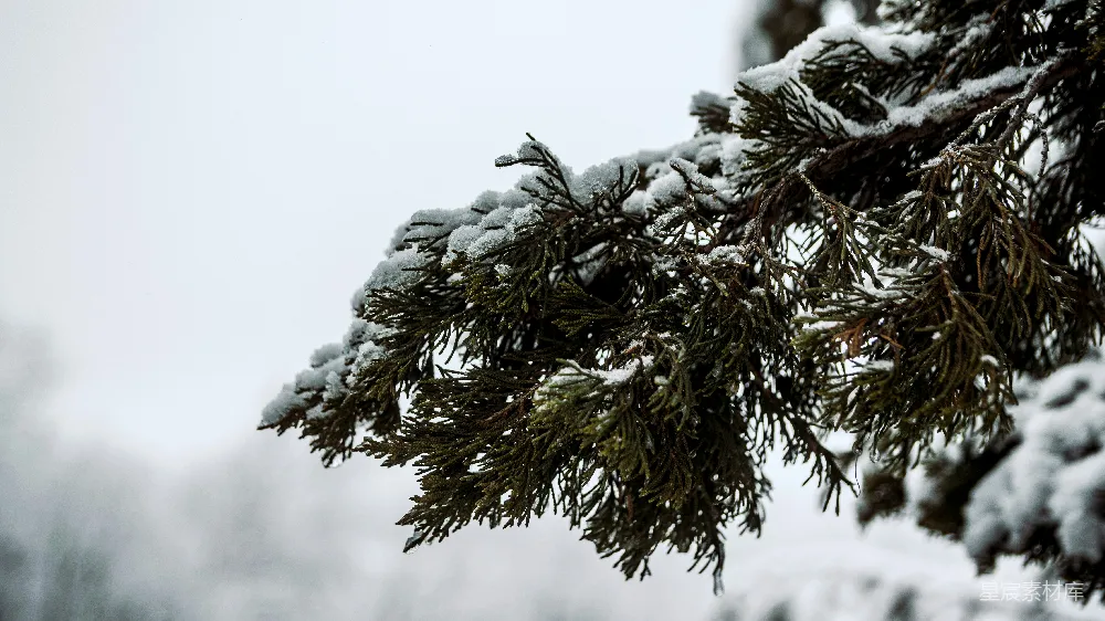 高清摄影 雪景 冬日 松树 自然 宁静 冬日松枝上的雪景