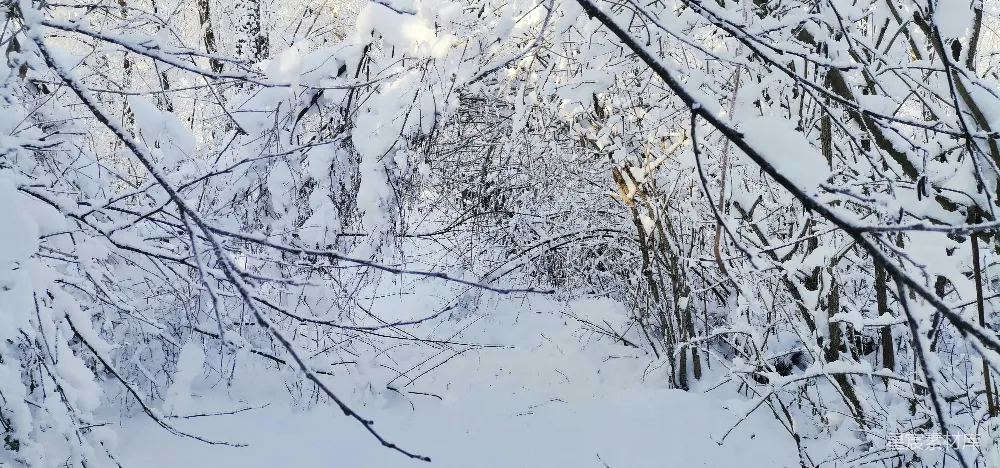 高清摄影 冬季 自然 雪景 宁静 户外 雪中的森林