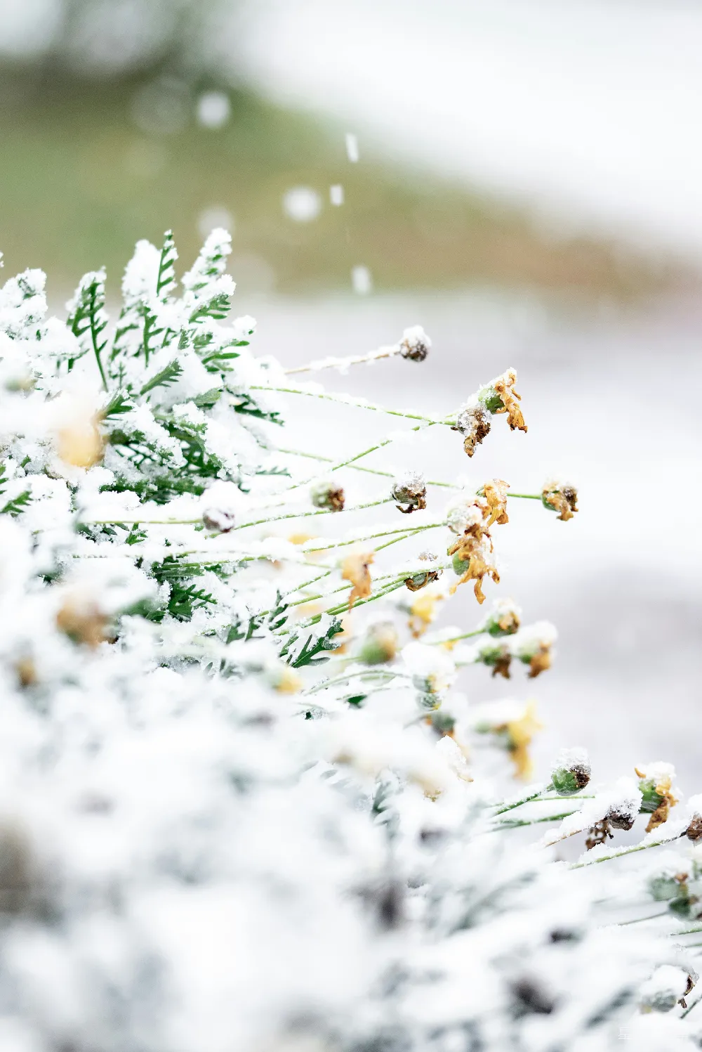 高清摄影 雪景 植物 冬季 自然 静谧 冬日雪景中的植物