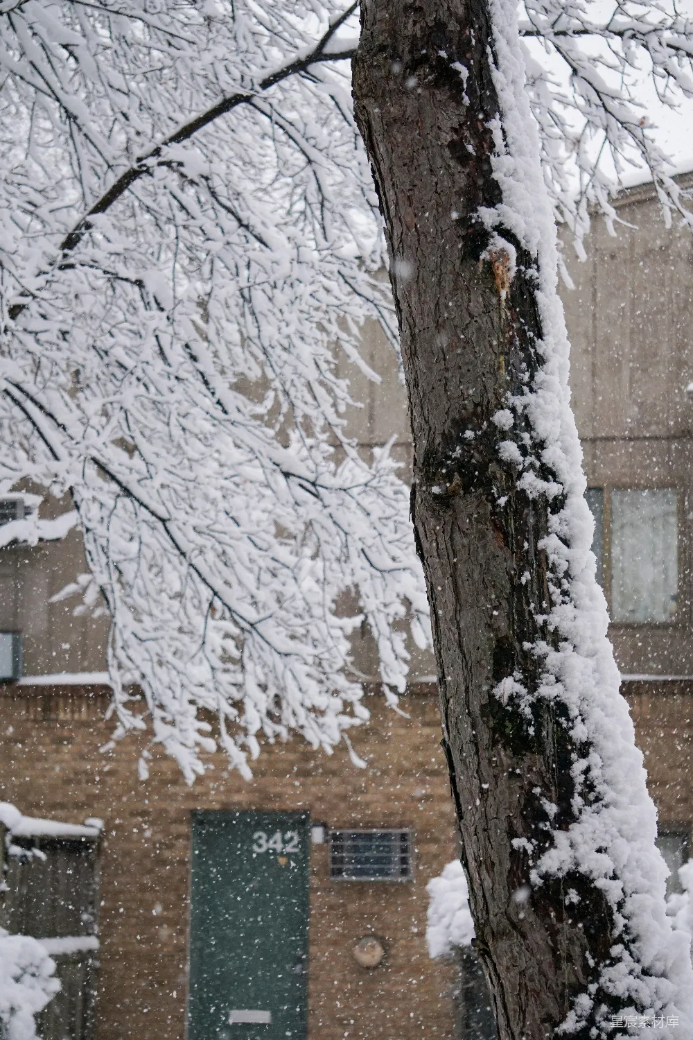 高清摄影 冬景 雪景 树干 宁静 自然 冬日树影下的宁静