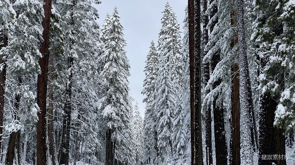 高清摄影 雪景 森林 自然 宁静 冬日 冬日雪林