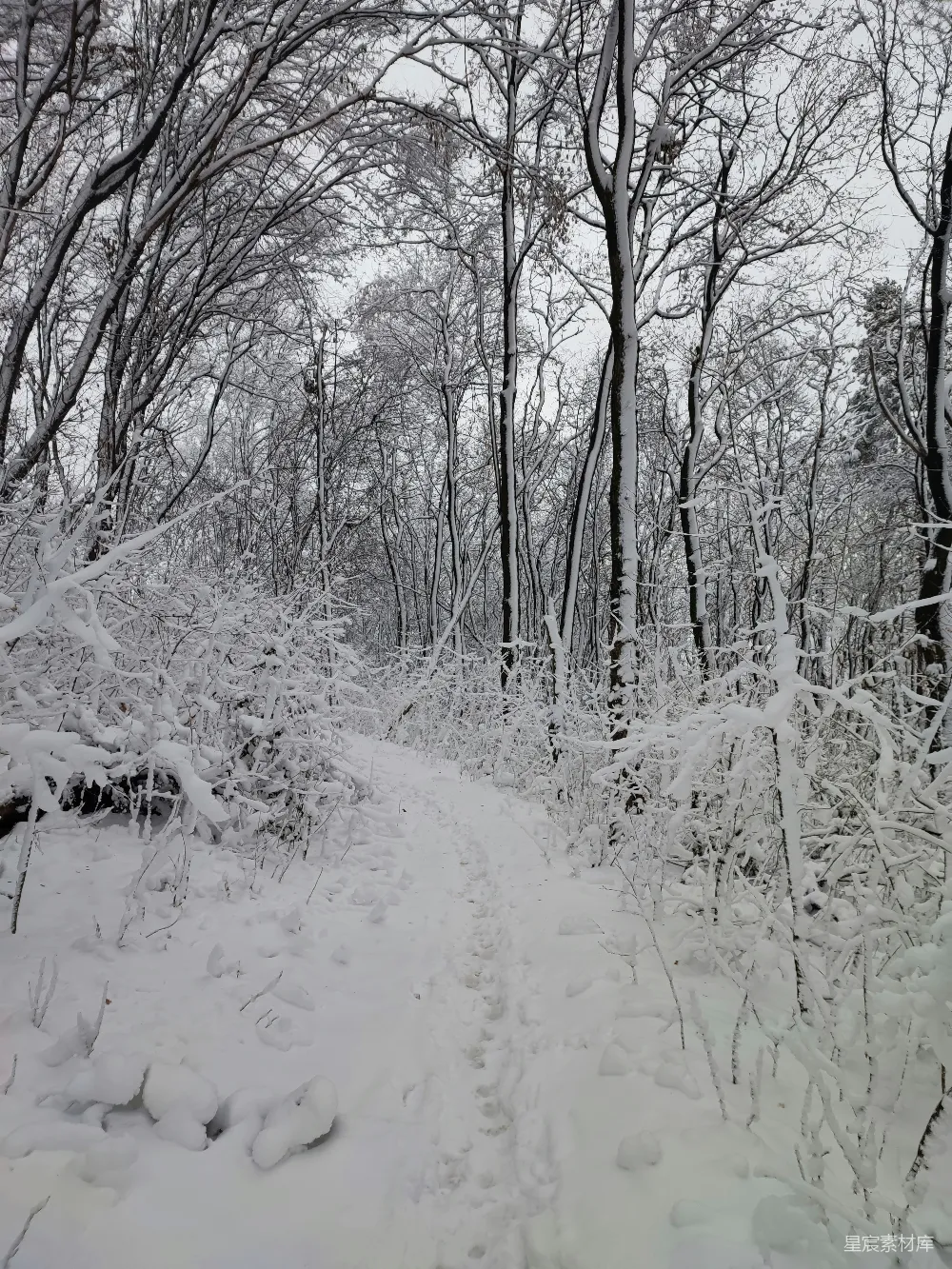 高清摄影 雪景 冬季 自然 户外 宁静 雪后的森林小径