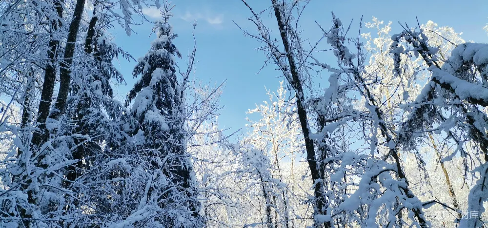 高清摄影 雪景 森林 冬季 自然风光 宁静 冬日森林雪景